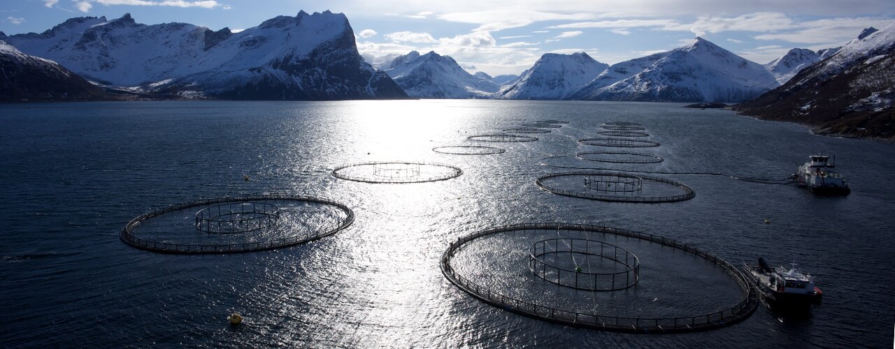 Rømming er fortsatt en utfordring for næringen. Merdene på bildet viser selve konstruksjonen av ringene med sikkerhetsnett. Rømming er fortsatt en utfordring for næringen. Merdene på bildet viser selve konstruksjonen av ringene med sikkerhetsnett.