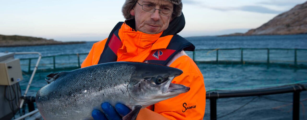En røkter står ved merdekanten med en nesten fullvoksen laks i hendene.   En røkter står ved merdekanten med en nesten fullvoksen laks i hendene.